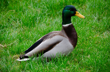 The male mallard duck (Anas platyrhynchos) is an elegant aquatic bird with vibrant plumage. It lives in rivers and lakes, and stands out for its adaptation and agile flight.