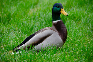 The male mallard duck (Anas platyrhynchos) is an elegant aquatic bird with vibrant plumage. It lives in rivers and lakes, and stands out for its adaptation and agile flight.