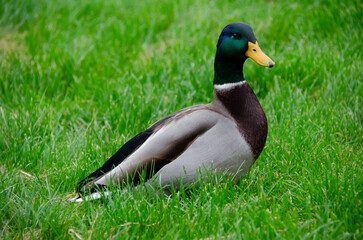 The male mallard duck (Anas platyrhynchos) is an elegant aquatic bird with vibrant plumage. It lives in rivers and lakes, and stands out for its adaptation and agile flight.