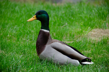 The male mallard duck (Anas platyrhynchos) is an elegant aquatic bird with vibrant plumage. It lives in rivers and lakes, and stands out for its adaptation and agile flight.