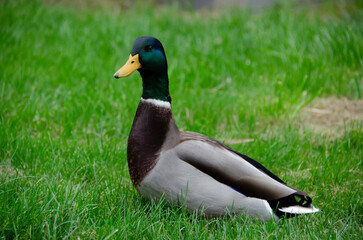 The male mallard duck (Anas platyrhynchos) is an elegant aquatic bird with vibrant plumage. It lives in rivers and lakes, and stands out for its adaptation and agile flight.