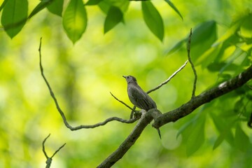 Obraz premium Small bird perched on a tree branch surrounded by lush green leaves in a forest setting