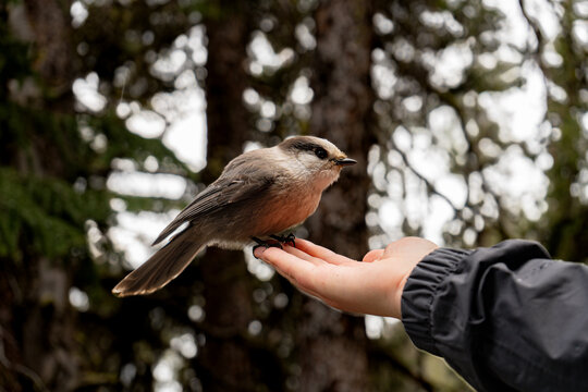 Side view of bird calmly perched on hand, with forest background.