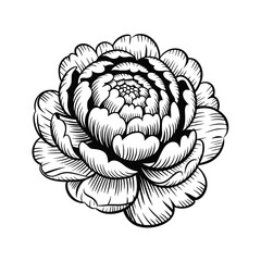 Intricate Line Art Drawing of a Single Blooming Peony Flower