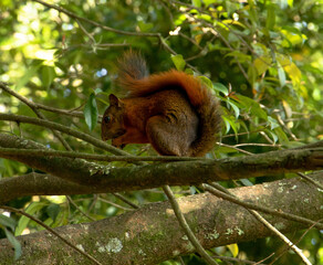 squirrel in tree