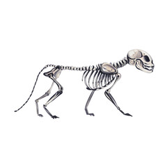 Skeleton of a cat. Animal walking. Bones and skull. Halloween decor. Vintage animal. Black and white kitten. Watercolor illustration without background. Hand drawing.