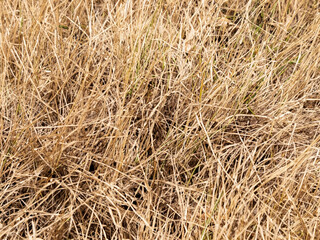 Fototapeta premium background of dried grass texture