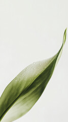 Obraz premium Minimalist close-up of a green leaf tip with fresh dew droplets against a clean white background