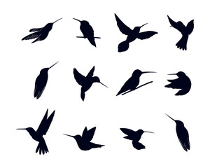 Humming bird Silhouette vector illustration