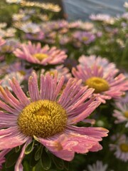 Aster bloom in autumn
