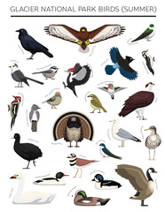 Glacier National Park Summer Birds Set Cartoon Vector Character