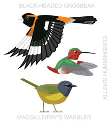 Bird Warbler Grosbeak Hummingbird Cartoon Vector