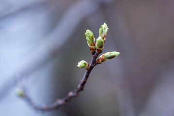 Tree branch with buds in spring. High quality photo