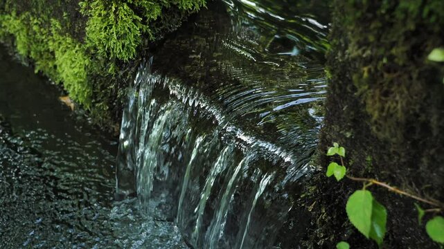 森の中の貯水池 5倍スローモーション