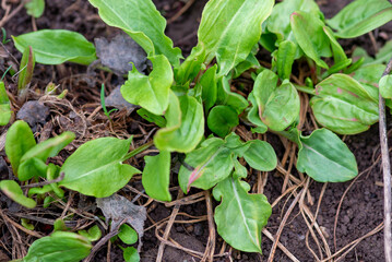 Fresh green young sorrel grew in the garden. High quality photo