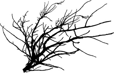 Vector illustration of natural oak branch
