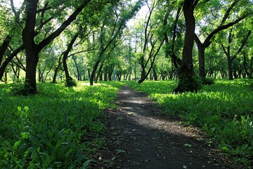 path in the park