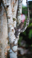 Tree bark close up shot

