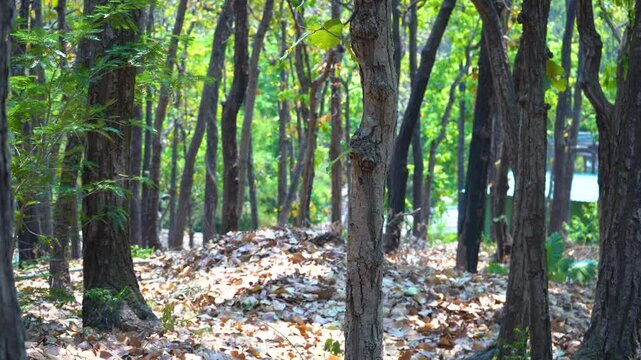 The Ancient Tree in the Forest