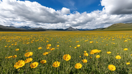 Vibrant yellow flowers bloom across vast green field under bright blue sky