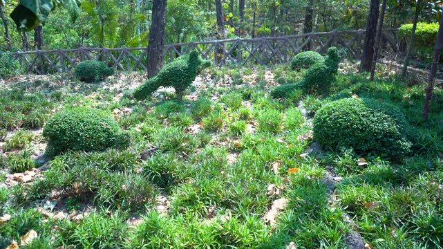 The Peacock Dance on the Grassland