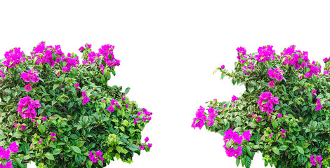 purple flowers in a field, purple bougainvillea bushes flowers tree frame in the garden, Blooming pink and purple flowers frame  in a vibrant garden, showcasing nature's beautiful spring and summer fl