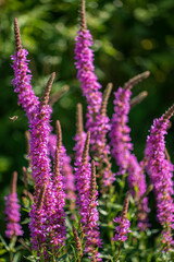 Colorful purple flowers stand tall amidst a lush garden landscape, vibrant in summer's light