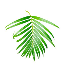 betel nut leaf on transparent background, palm leaf on transparent background, Green leaves and plants on white background showing natural foliage