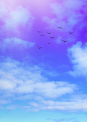 Birds flying in the blue sky with clouds and a distant airplane