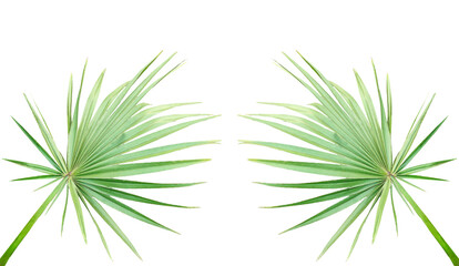 Fototapeta premium cannabis leaf isolated on png, two palm leaves frame on a transparent background, Cannabis leaf with natural greenery on white background