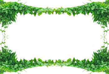 green leaves frame on transparent background, green grass frame, green grass border, Abstract green grass texture mosaic map illustration of Ireland, hanging green plants 