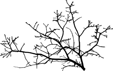 Vector illustration of natural oak branch