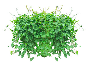 Obraz premium Fresh green ivy leaves create a natural foliage background, perfect for showcasing healthy organic garden textures, 