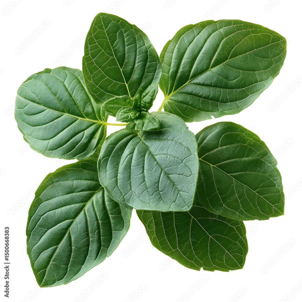 Aufkleber fresh holy basil leaves with rough texture and visible stem, isolated on transparency background, sh