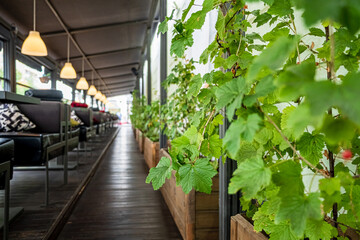Lush green plants line a cozy corridor leading to an inviting dining area filled with natural light