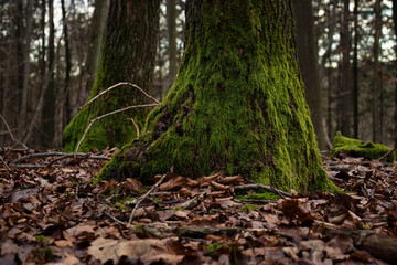 Green moss on tree trunk in German forest