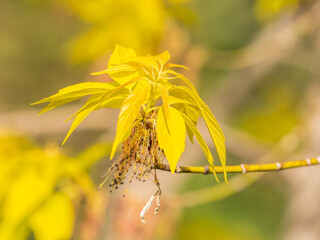 Acer negundo, Box elder, boxelder, ash-leaved and maple ash, Manitoba, elf, ashleaf maple male inflorescences and flowers on branch outdoor.