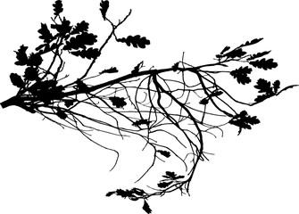 Vector illustration of natural oak branch