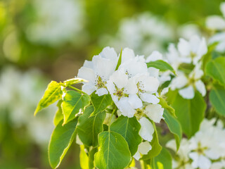 White blossoming apple trees in the sunset light. Spring season, spring colors.