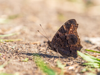Peacock butterfly on the ground among the grass
