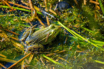 Der Frosch sitzt gut zwischen Algen, Wasserpflanzen und Zweigen. Seine grünlich-bräunliche...