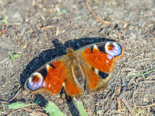 Peacock butterfly on the ground among the grass