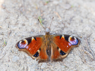 Peacock butterfly on the ground among the grass