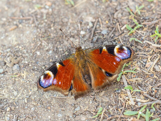 Peacock butterfly on the ground among the grass