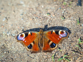 Peacock butterfly on the ground among the grass
