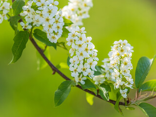 White flowers blooming bird cherry. Close-up of a Flowering Prunus padus Tree with White Little Blossoms
