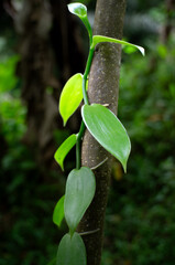 living vanilla plants and leaves twine around