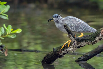 A heron waits on a tree branch waiting for a fish to pass by