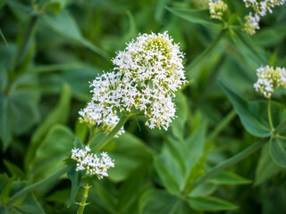 Close-up of Centranthus ruber 'Albus', a white flowering plant with delicate star-shaped blooms and lush green leaves, symbolizing calmness and natural beauty.