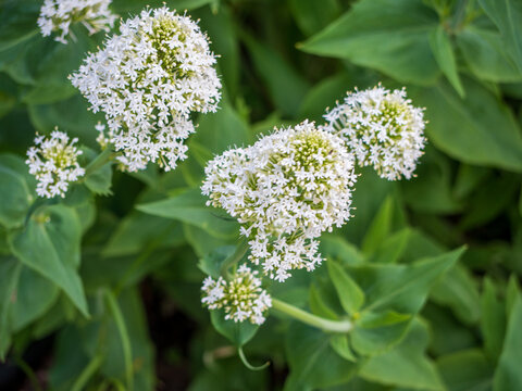 Close-up of Centranthus ruber 'Albus', a white flowering plant with delicate star-shaped blooms and lush green leaves, symbolizing calmness and natural beauty.
